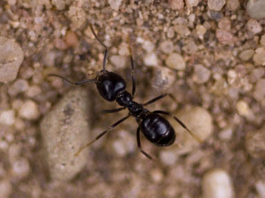 Aussehen / Fortpflanzung / Lebensweise Ameisen, von denen es allein in Deutschland rund 1000 Arten gibt, gehören zu den Insekten. Die bei uns häufigsten Arten sind die Schwarzgraue Wegameise, die Pharaoameise und die Braune Wegameise. Letztere ist ein Materialschädling, der häufig in Gebäuden vorkommt. Die Braune Wegameise (Lasius brunneus) hat einen hell bronzebraunen Kopf und wird nach hinten dunkler von gelblichbraun im mittleren Körperabschnitt bis zu bis zu schwarzbraun am Hinterleib. Sie erreicht eine Größe von etwa 4 mm und kommt in Laubwäldern bzw. da vor, wo es Laubgehölze gibt. Dort baut sie ihre Nester in morschem Holz, ob im Wurzelbereich oder auch in einer Höhe von mehreren Metern. In Gebäuden höhlt die Braune Wegameise selbst intakte Balken aus und nistet sich in Dachverkleidungen und Zwischendecken ein. Diese Ameise läuft meistens in Fugen und Spalten, weshalb sie nur schwer zu entdecken ist. Ebenfalls in Gebäuden kommt die Pharaoameise (Monomorium pharaonis) vor, die nur 2 mm groß wird und einen hellbraunen Körper hat. Besonders in warmen Räumen mit mehr als 26 ° C findet man sie, so auch in Gaststätten, Seniorenwohnanlagen und Krankenhäusern. Als Überträgerin von Salmonellen, Streptokokken und Staphylokokken sowie noch weiteren Krankheitskeimen ist sie besonders gefährlich. Elektrische Geräte befällt sie auch und verursacht dadurch erhebliche Schäden. Die Pharaoameise ernährt sich vor allem von Eiweißen und Kohlehydraten. Die Schwarzgraue Wegameise (Lasius niger) ist vollständig dunkel gefärbt und rund 4 mm lang. Sowohl in Städten als auch auf dem Land trifft man sie auf Rasenflächen, Feldern und in Parkanlagen an. Sie ernährt sich in der warmen Jahreszeit von Honigtau, kann aber auf der Nahrungssuche im Frühjahr auch Gebäude, sogar in höheren Etagen, befallen, wobei typische Ameisenstraßen sie verraten. Auf Grünflächen und Wegen erkennt man sie an Nesthügeln, sie kann aber auch Terrassen und Wege unterhöhlen. Allen Ameisen ist gemeinsam, dass sie in Staaten leben, die aus mehreren hundert bis zu Tausenden und mehr von Tieren bestehen können. Der Körper aller Ameisen besteht aus 3 Teilen, nämlich aus Kopf, Brust und Hinterleib. Kennzeichnend sind eine Wespentaille und sechs Beine. Die bei uns hauptsächlich vorkommenden Arten haben eine Länge von etwa 3 – 5 mm, wobei die Königin eine Länge bis zu 9 mm erreichen kann. Da viele Ameisenarten Allesfresser sind, gelten sie als Nahrungsschädlinge, die praktisch jegliche Nahrung zu sich nehmen. Einige Arten werden insbesondere von süßen Speisen angezogen, andere bevorzugen eiweißreiche Lebensmittel. Sämtliche Lebensmittel werden durch einen Ameisenbefall unbrauchbar, denn auch wenn die Insekten nicht unmittelbar Krankheitsüberträger sind, so weiß man nie, welche Erreger die Ameisen verschleppen. Ein deutliches Zeichen für das Vorhandensein von Ameisen sind so genannte Ameisenstraßen, auf denen sich die Tiere ihren Weg zu Nahrungsquellen suchen. In Gärten und auf Wegen lassen Erdhaufen auf Ameisen schließen, auf Terrassen kann der Erdboden unter den Bodenplatten ausgehöhlt sein, so dass diese absacken.