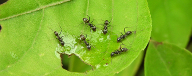 Ameisen im Garten: Im Rasen und auf Blättern effektiv entfernen
