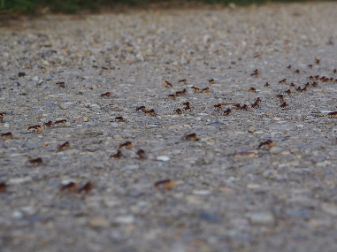 Professionelle Ameisenbekämpfung in Haus und Garten durch Kammerjäger