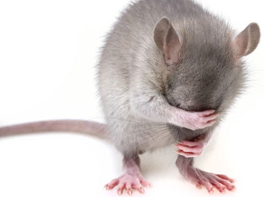 Mäusebekämpfung & Rattenbekämpfung in und um Kiel