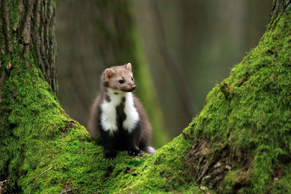 Marder: Schädling in Herbst und Winter