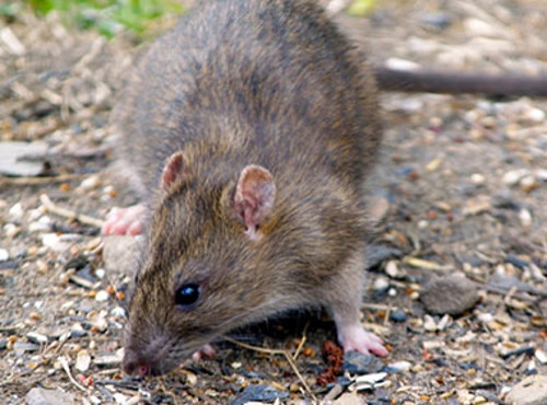 Schädlingsbekämpfung von Ratten in Hamburg durch Kammerjäger